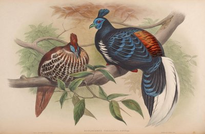 Euplocamus vieilloti = Lophura ignita rufa von John Gould